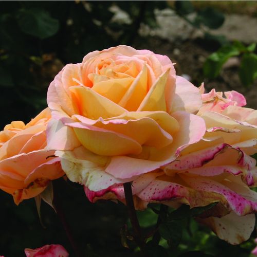 Broskvová - Stromkové růže s květmi čajohybridů - stromková růže s rovnými stonky v koruně